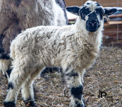 Spring lamb at A Shepherds  Retreat