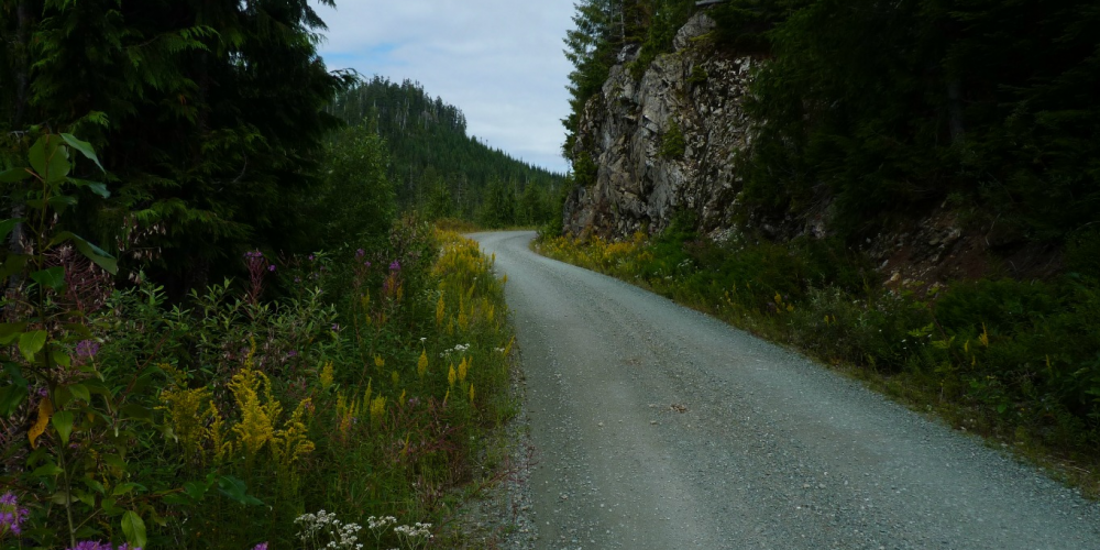Wildflowers and Segelsen Road, photo by Martha Rasmussen