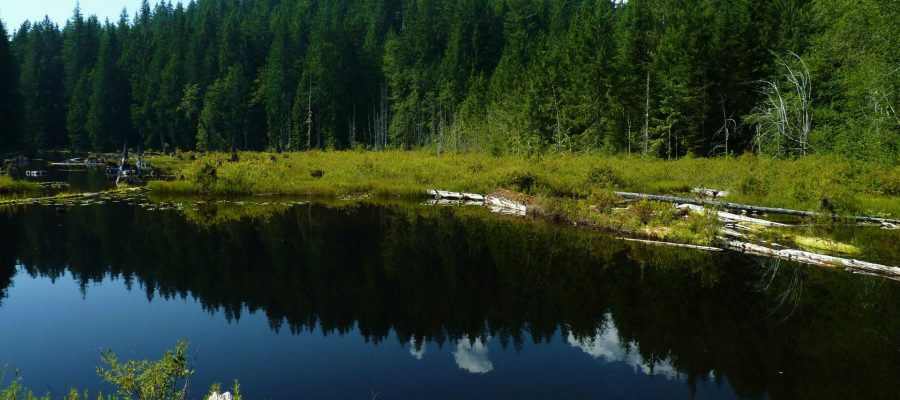Summertime at Texas Pond, photo by Martha Rasmussen Summertime at Texas Pond, photo by Martha Rasmussen