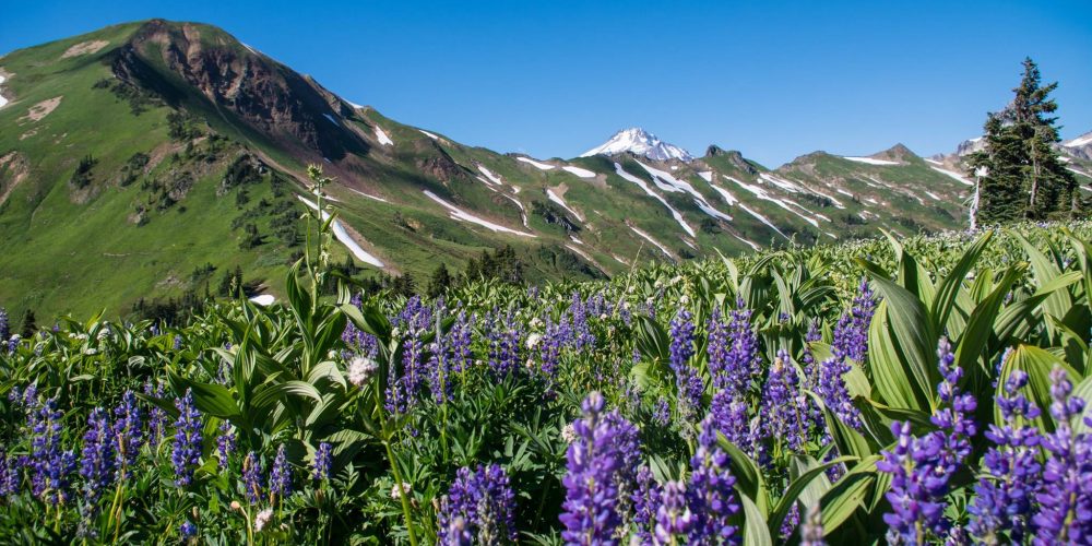 White Moutain with the summit of Glacier Peak just visible in the background, taken from White Pass, PCT. photo by Brian Berggren