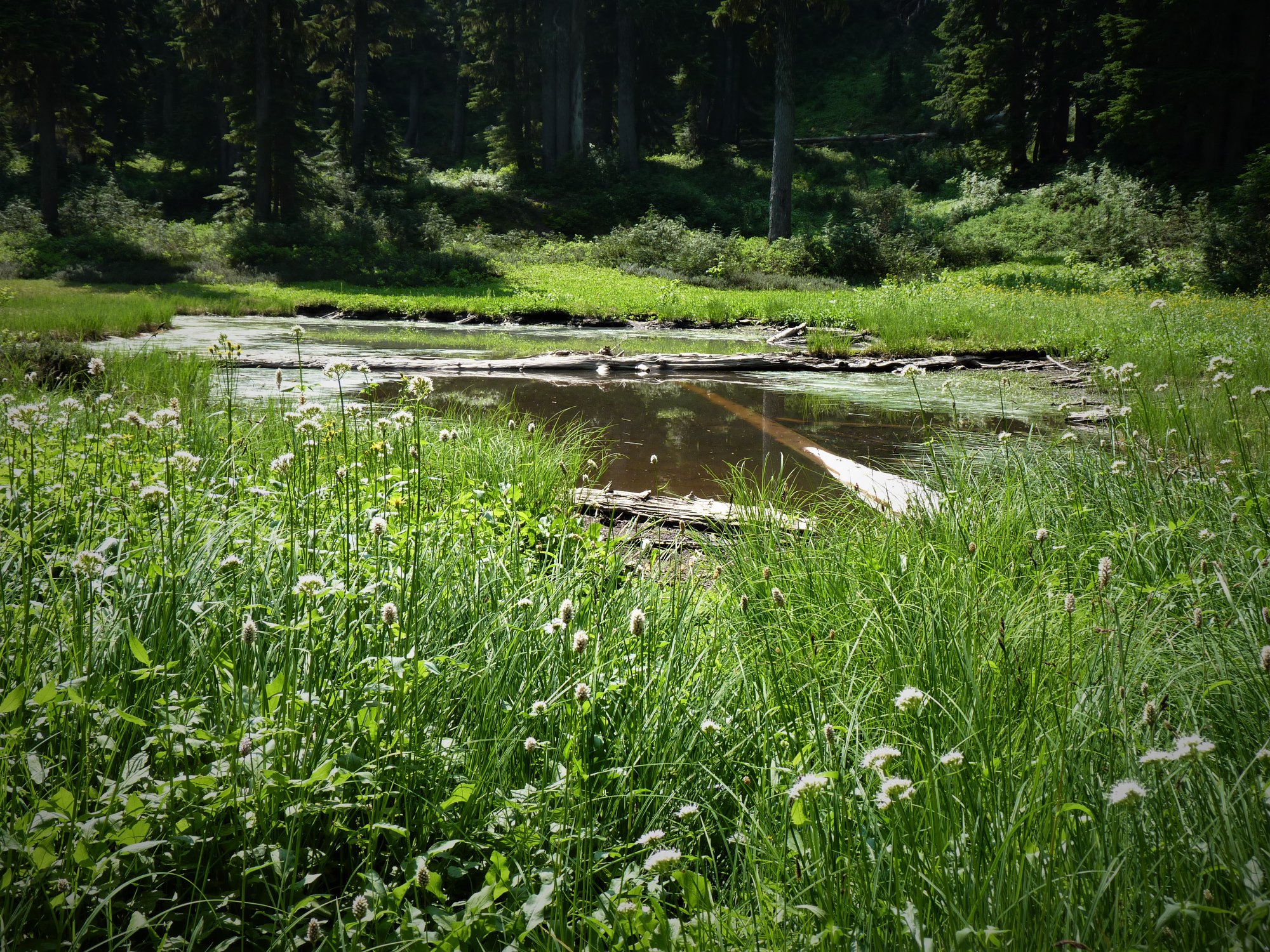 Nels Rasmussen Alpine meadow, photo by Nels Rasmussen – Discover Darrington
