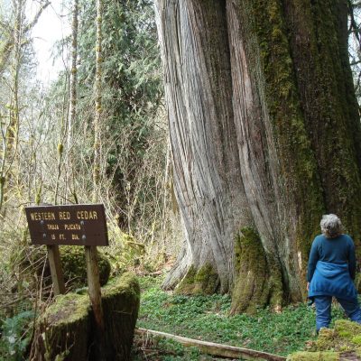 The Lookout Tree, photo by Nels Rasmussen