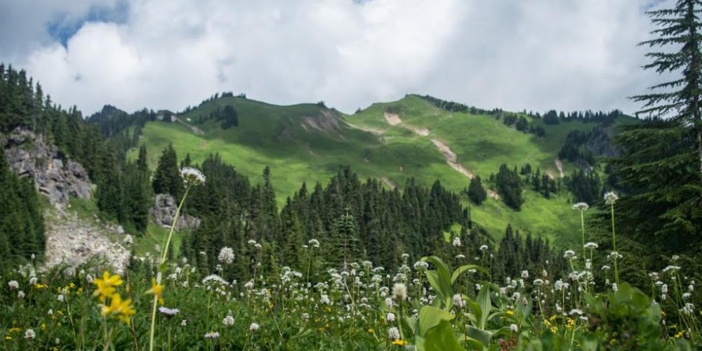 Green Mountain alpine, photo by Scott Morris