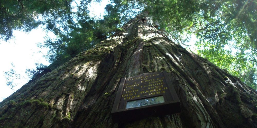 Harlod Engles Memorial Tree, photo by Martha Rasmussen