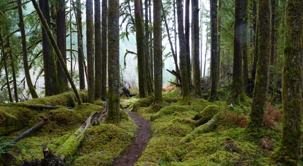 Old Sauk Trail, photo by Martha Rasmussen