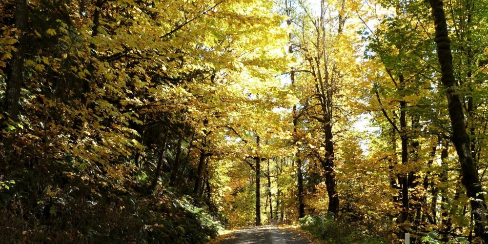 Driving to Cougar Hollow, photo by Martha Rasmussen