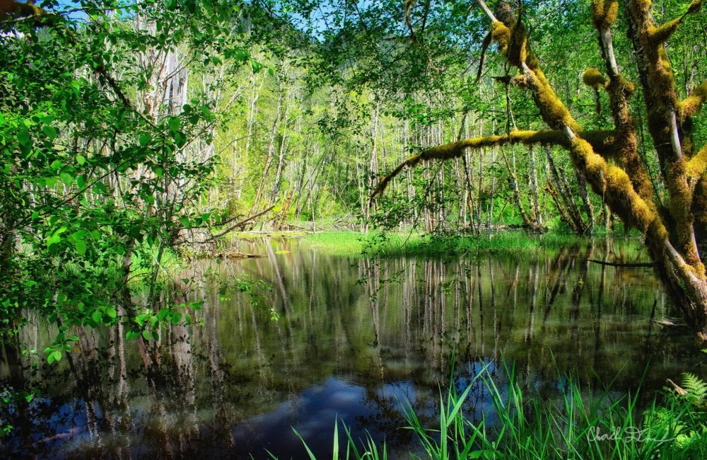 Beaver Lake by Charlie Duncan Photography